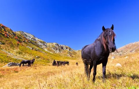 Dark horse looking at the camera Stock Photos