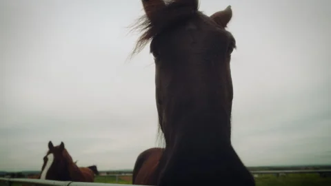 Dark Horse looking down into the camera on a cloudy day, slow motion Stock Footage 278417654