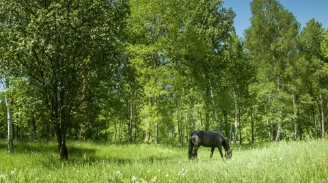 Dark horse on the meadow Stock Footage 40739100