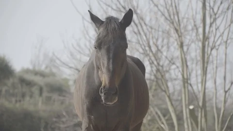 Dark horse standing looking to the camera, close up Stockbeeldmateriaal 128281894
