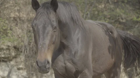 Dark horse walking front camera Stockbeeldmateriaal 128281773