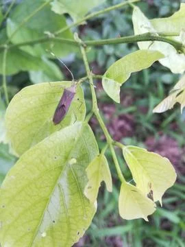 The dark insect on the leaf Foto stock