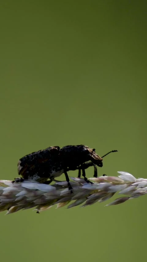 Dark insect perched on a white grass stem against a soft green background Stock Footage 336442932