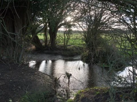 Dark inside under tree canopy stream water silhouettes Stock Photos