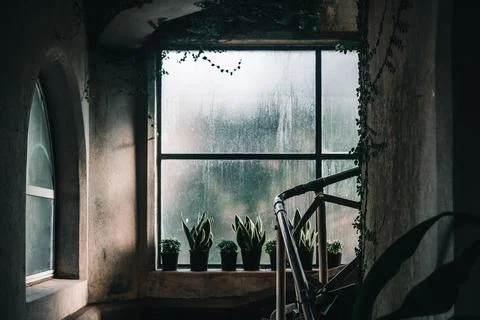 Dark interior of a botanic garden with big window wet from raindrops and nice Stock Photos