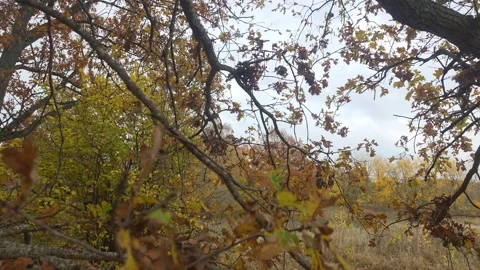 Dark Interlocking Branches Framing Bright Autumn Foliage Under Cloudy Sky Stock Footage 348865319