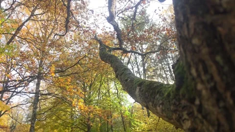 Dark Intertwined Tree Branches Framing A Bright Autumn Forest Sky Stock Footage 348746786