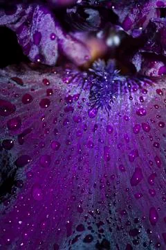 Dark iris background Stock Photos