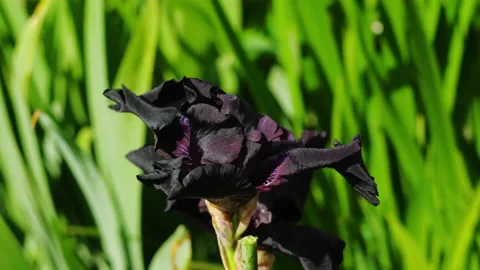 Dark iris blooms in the garden Video stock 137408700