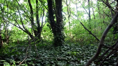 Dark Ivy Covered Forest Stock Footage 54144479