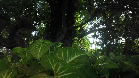 Dark Jungle Floor 4k Dynamic Slider Push-In, Arrowhead &amp; Pothos Vines Stock Footage 323458682