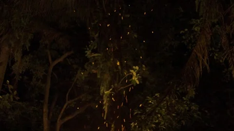 Dark jungle at night with fire sparks in Peten, Guatemala retreat. Stock Footage 336526638