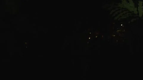 Dark Jungle Search Stock Footage 344097084