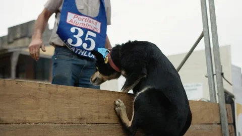Dark kelpie jumping in the Casterton Kelpie Muster High Jump. Stock Footage 87832002