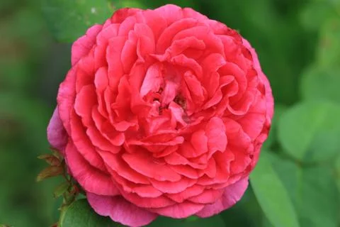 The Dark Lady Rose Stock Photos
