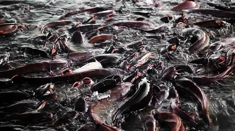 Dark lake infested with catfish struggling for food Stock Footage 43308395