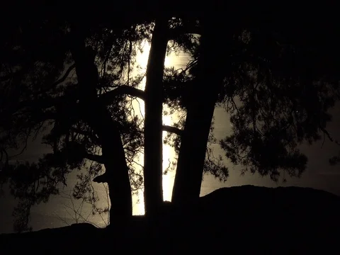 Dark landscape with lake and tree in Sweden Stock Footage 72984795