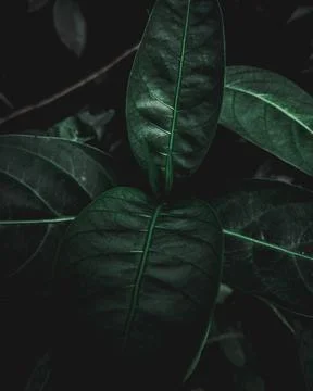 Dark leaf bud Foto stock