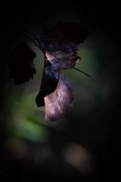 Dark Leaf Stock Photos