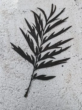 Dark Leaf on Textured Background Stock Photos