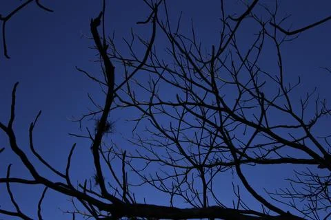 Dark leafless branches and blue sky Foto stock