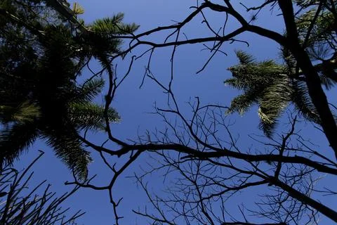 Dark leafless branches and blue sky Stock Photos