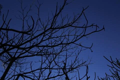 Dark leafless branches and blue sky Stock Photos