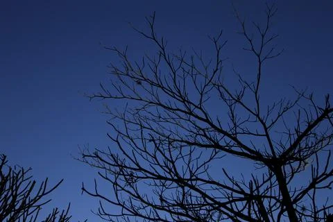 Dark leafless branches and blue sky Stock Photos