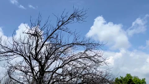 Dark, leafless branches of a dead tree silhouetted against a bright blue sky Stock Footage 337225712