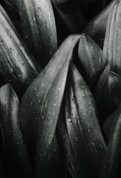 Dark leaves closeup view background Stock Photos