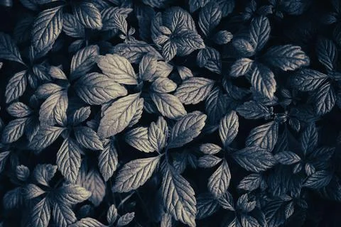 Dark leaves pattern background, natural rainforest backdrop Stock Photos