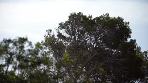 Dark leaves trees Stock Footage 127870513