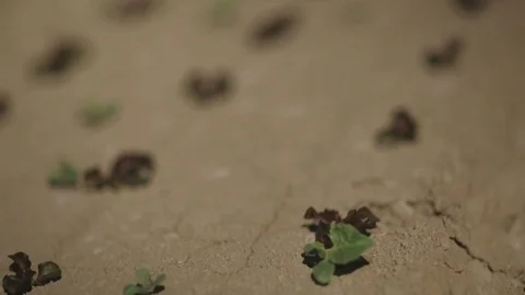 Dark Lettuce Variatal sprouts Stock Footage 94642869