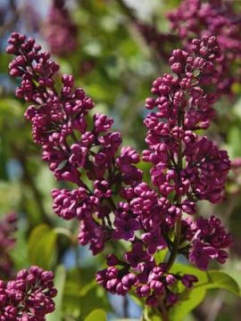 Dark lilac Stock-Fotos