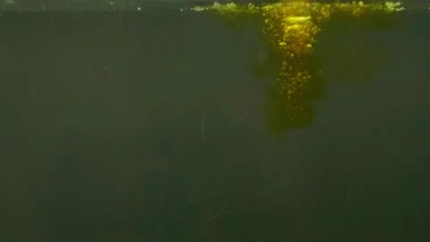 Dark liquid in water Video stock 156796100