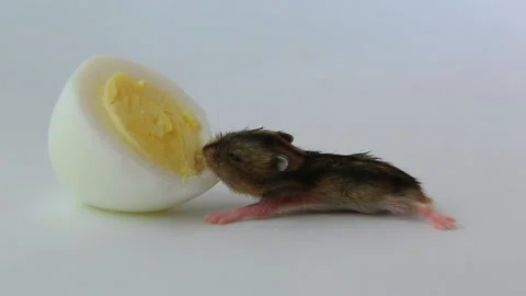 A dark little hamster eats a boiled egg. Stock Footage 219415157
