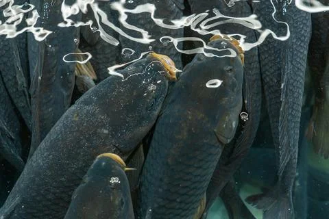 Dark live fish under textured water surface with bubbles and reflections, m.. Stock Photos