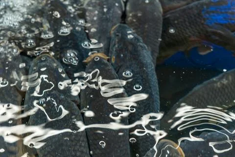 Dark live fish under textured water surface with bubbles and reflections, m.. 写真素材