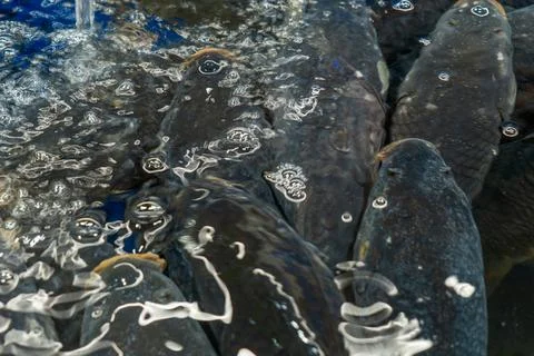 Dark live fish under textured water surface with bubbles and reflections, m.. Stock Photos