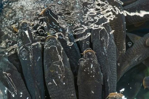 Dark live fish under textured water surface with bubbles and reflections, m.. Stock Photos