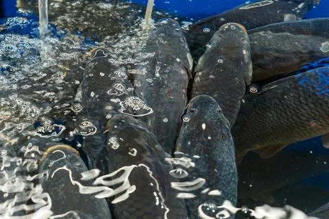 Dark live fish under textured water surface with bubbles and reflections, m.. Stock Photos