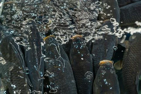 Dark live fish under textured water surface with bubbles and reflections, m.. Stock Photos