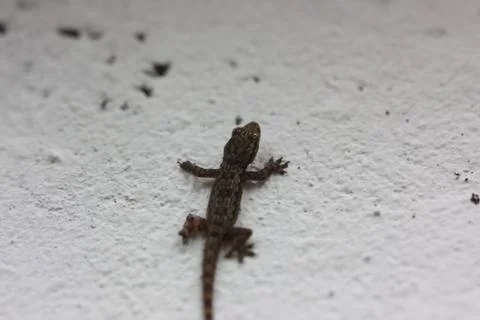 Dark lizard on the white wall Stock Photos