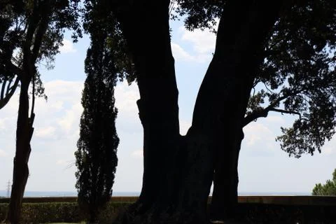 Dark logs Stock Photos