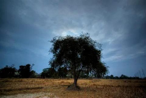 Dark lonely tree on field Stock Photos