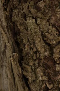 Dark macro texture of tree bark close-up Stock Photos