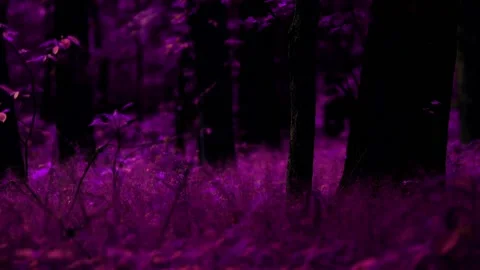 Dark, magical forest Stock Footage 133658179