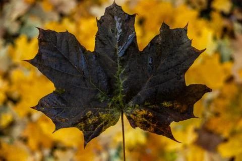 Dark maple leaf on the background of orange and yellow sheets lying on the gr Stock Photos