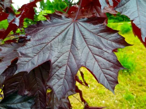 Dark maple leaf Stock Photos