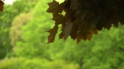 Dark maple leaves on a background of bright green foliage, changing focus 動画素材 134073894